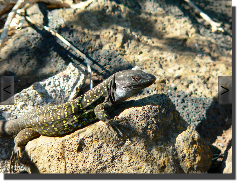 Gallotia galloti eisentrauti